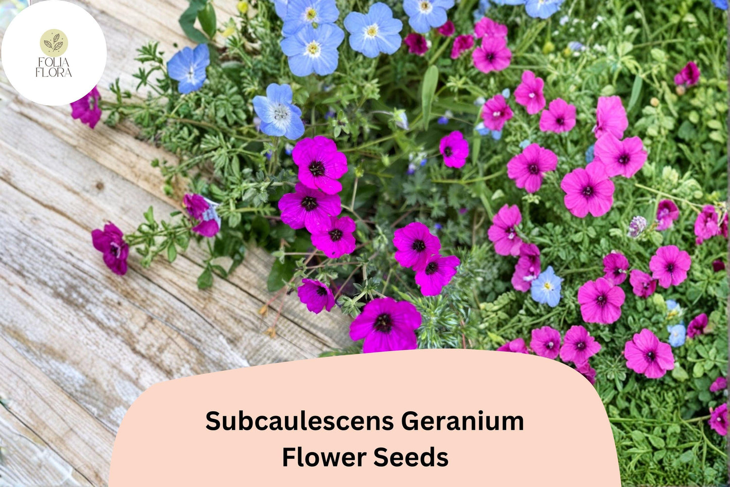 25+ Subcaulescens Geranium Seeds | Hardy Rock Garden Cranesbill | Purple Blooms for Borders & Ground Cover