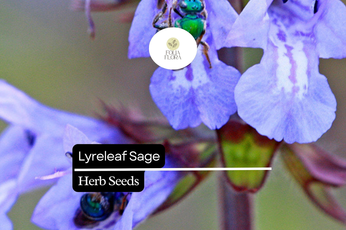 Lyreleaf Sage Seeds (Salvia lyrata) | 25 Seeds | Perennial Wildflower for Pollinators & Ground Cover