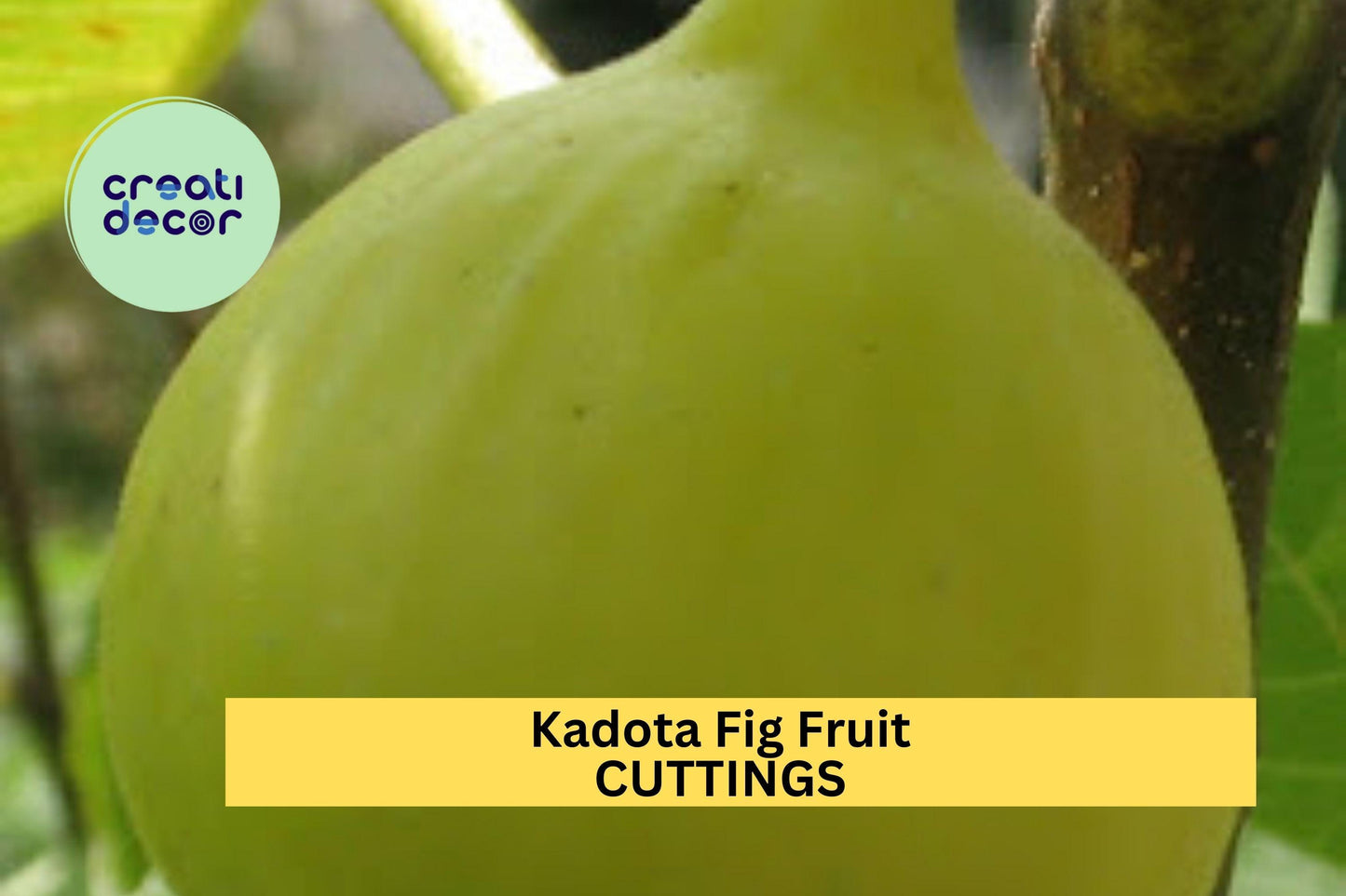 1 Kadota Fig Cutting – 10" Unrooted Hardwood Twig for Propagation – Sweet Green Fig Variety for Home Orchards – USA