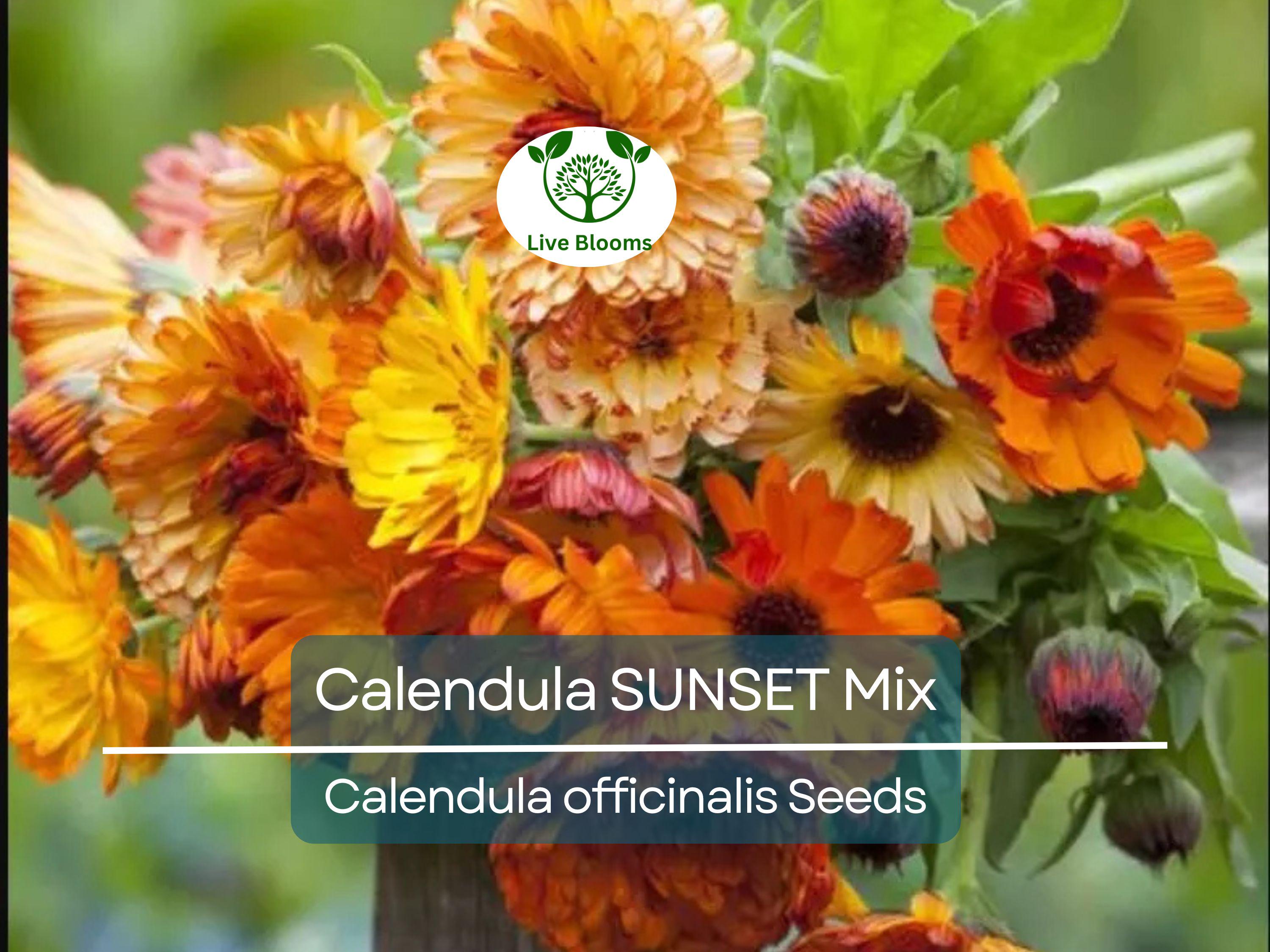 50 Seeds Calendula SUNSET Mix Double Blooms (Calendula officinalis), Bi-Colored, Heirloom, Edible Flowers, Non-GMO, Perfect for Gardens