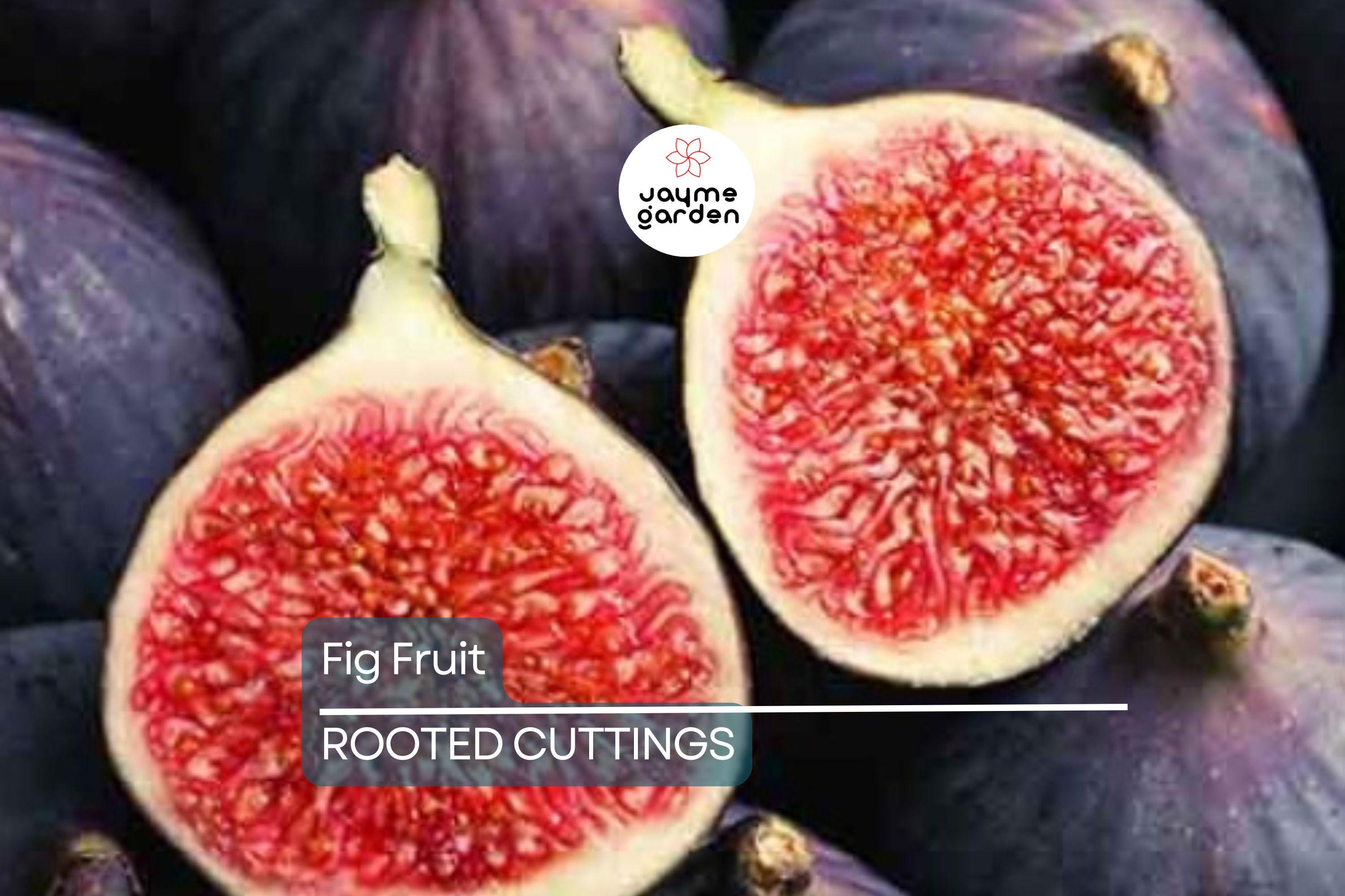 Rooted Fig Fruit Tree Cutting 17” - Live Plant with Pot - Easy to Grow, Ready to Plant