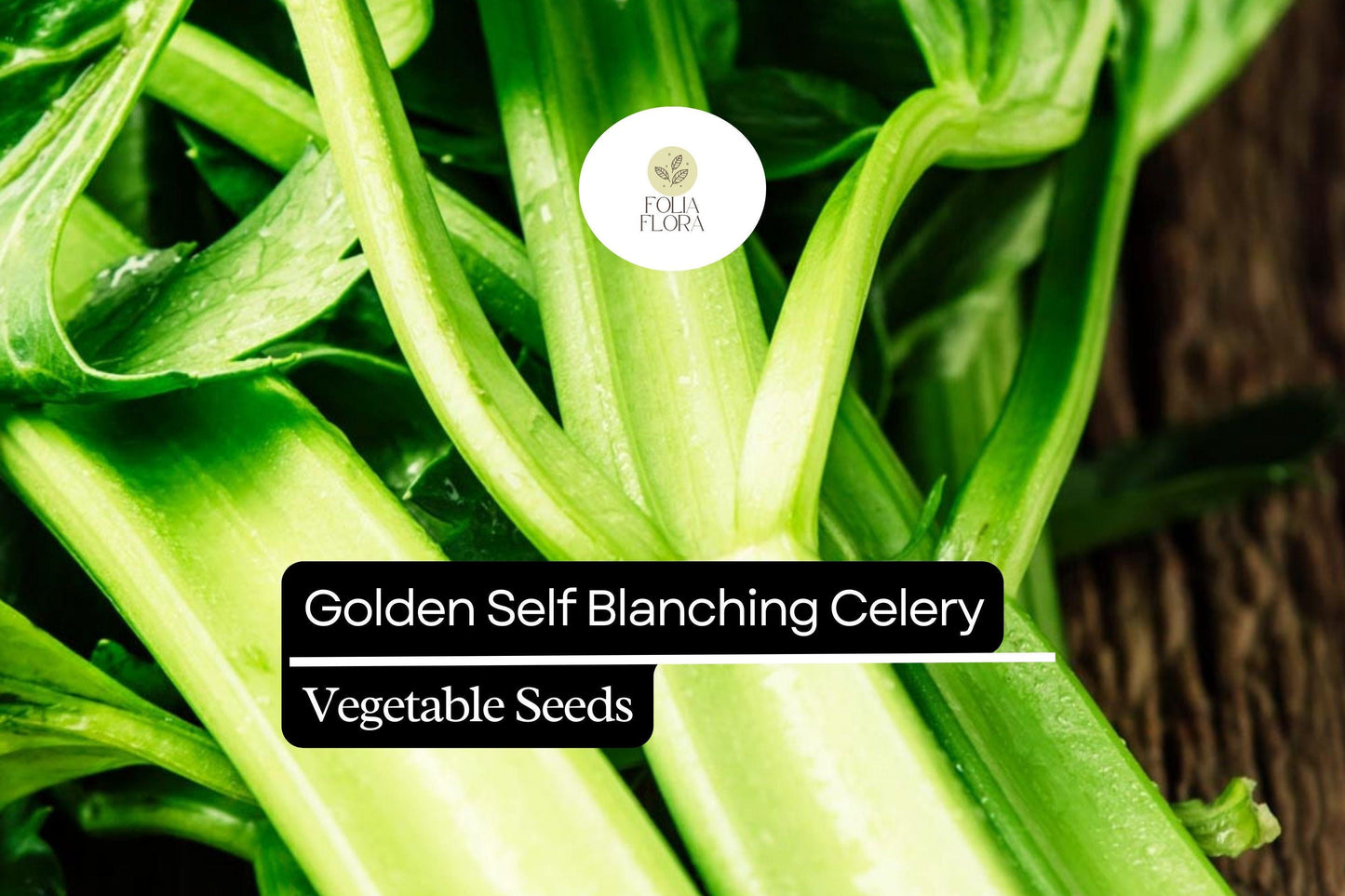 500 Seeds Golden Self-Blanching Celery (Apium graveolens) – Heirloom Variety for Tender, Mild Stalks