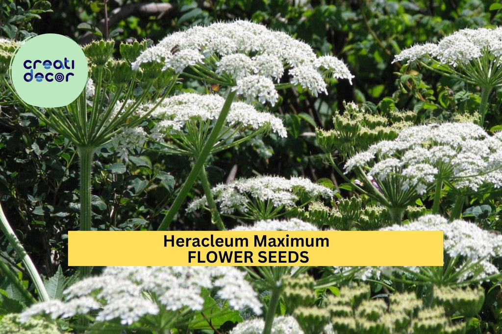 3pcs of 1g Cow Parsnip Seeds – Heracleum maximum Native Wildflower for Pollinators & Naturalized Landscapes Seeds for Planting