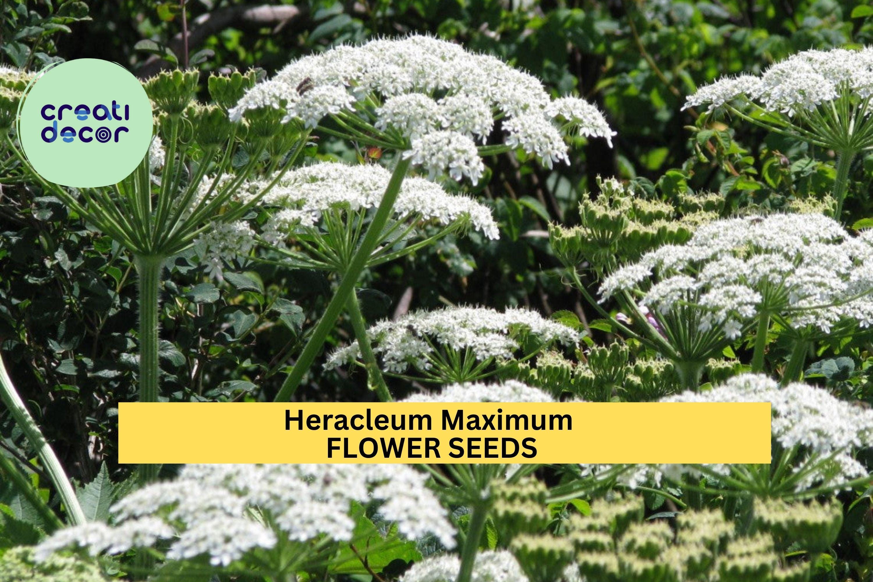 3pcs of 1g Cow Parsnip Seeds – Heracleum maximum Native Wildflower for Pollinators & Naturalized Landscapes Seeds for Planting