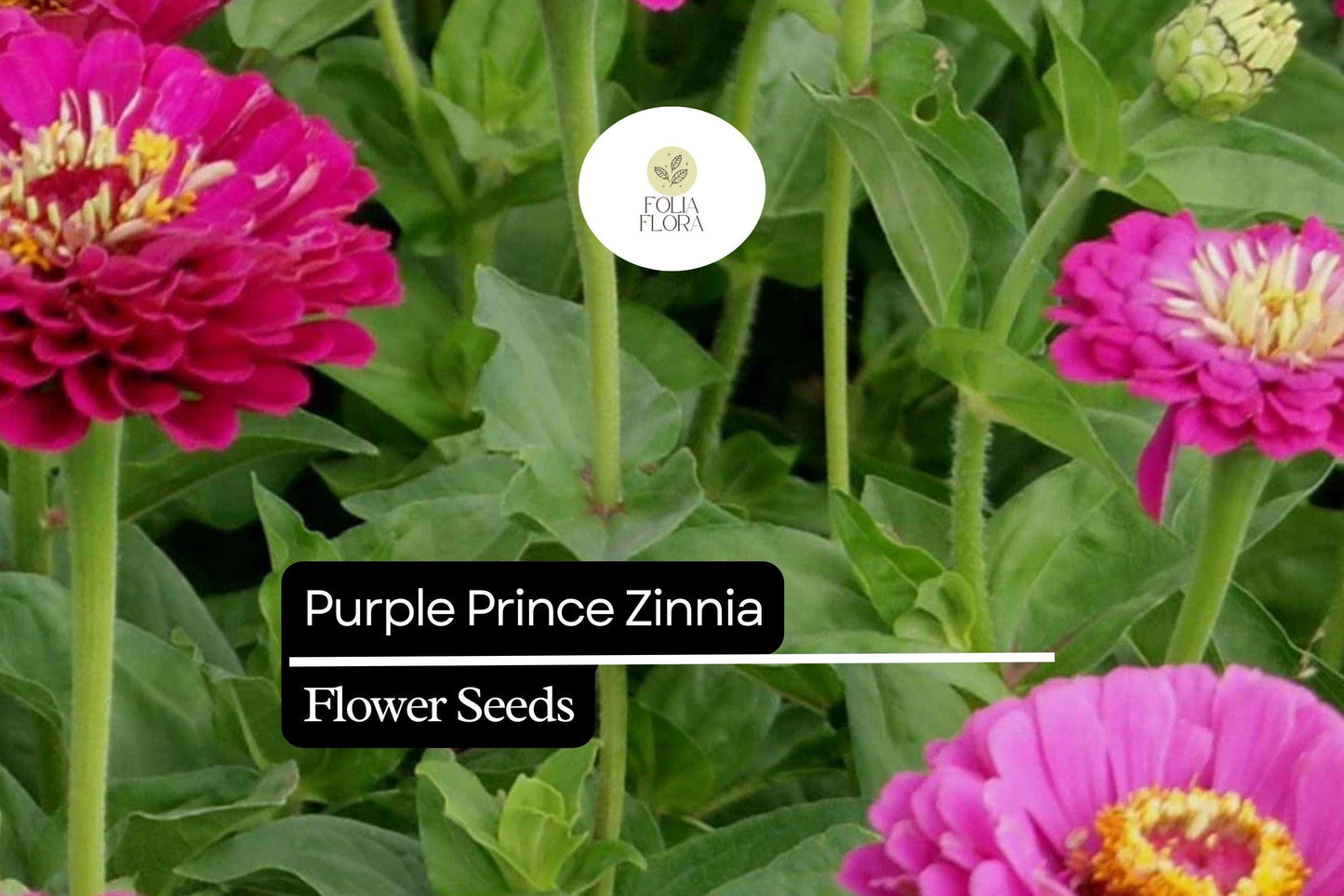 Purple Prince Zinnia (Zinnia elegans) – Royal Purple Blooms for Gardens