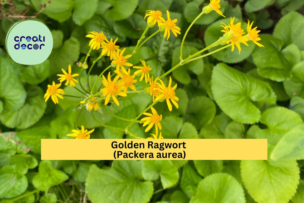 Golden Ragwort Seeds (Packera aurea) – 100 Native Shade-Loving Wildflower Seeds | Groundcover, Pollinator Plant | Zones 3–9