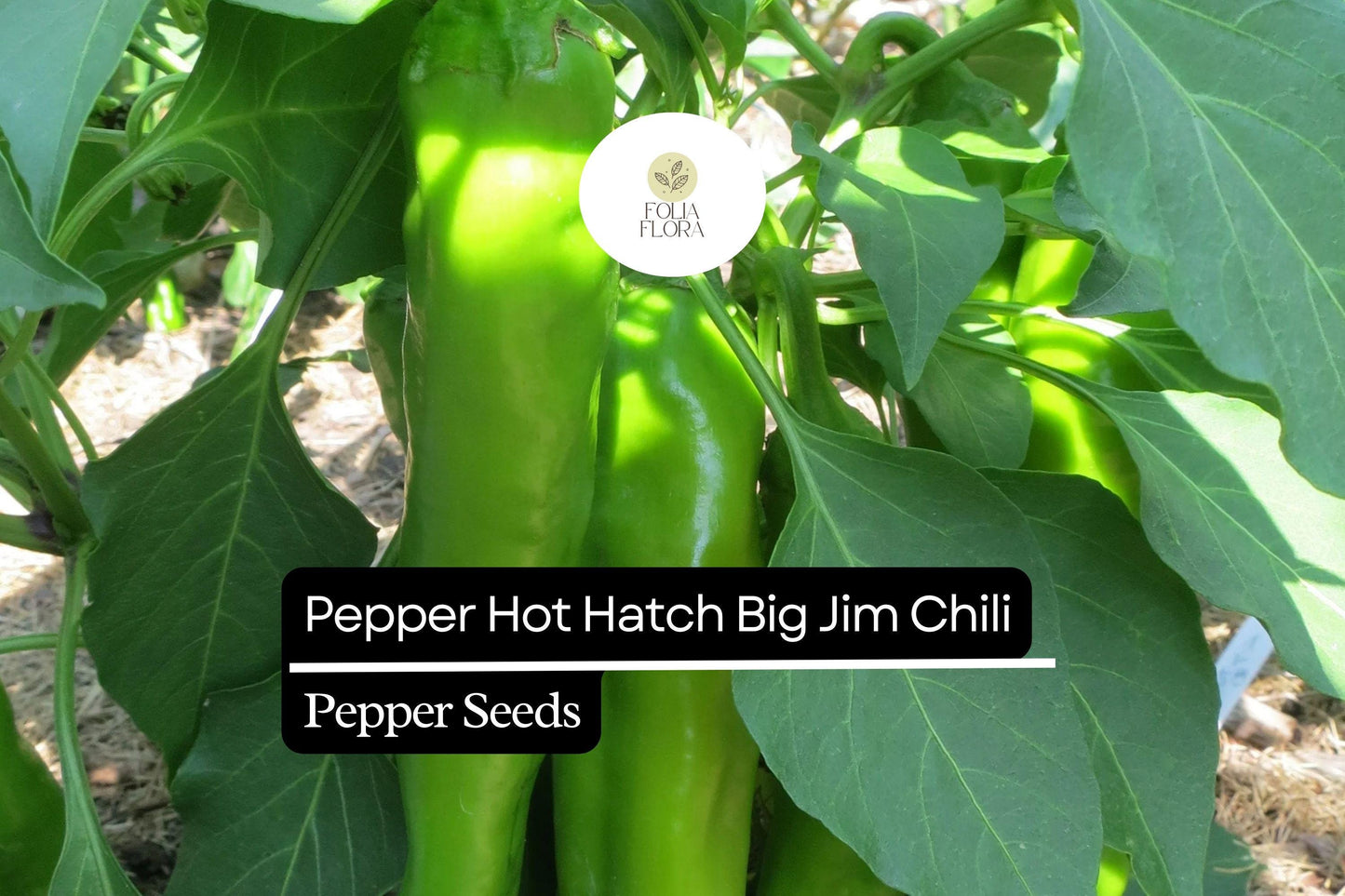 300mg Hot Hatch Big Jim Chili Pepper Seeds Capsicum annuum | Mild-Medium Heat, Non-GMO, Perfect for Roasting, Salsas, and Stuffing