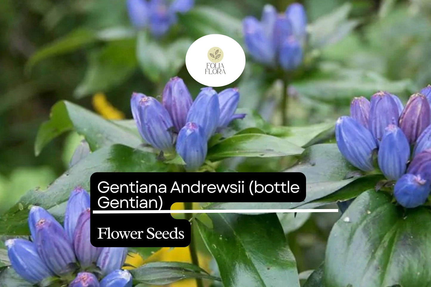 Bottle Gentian Seeds – 100 Gentiana andrewsii | Perennial Garden Plant for Pollinator & Woodland Gardens