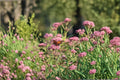 Asclepias incarnata – Rose Milkweed | 15 Seeds | Pink Milkweed Wildflower | Monarch Butterfly Host Plant