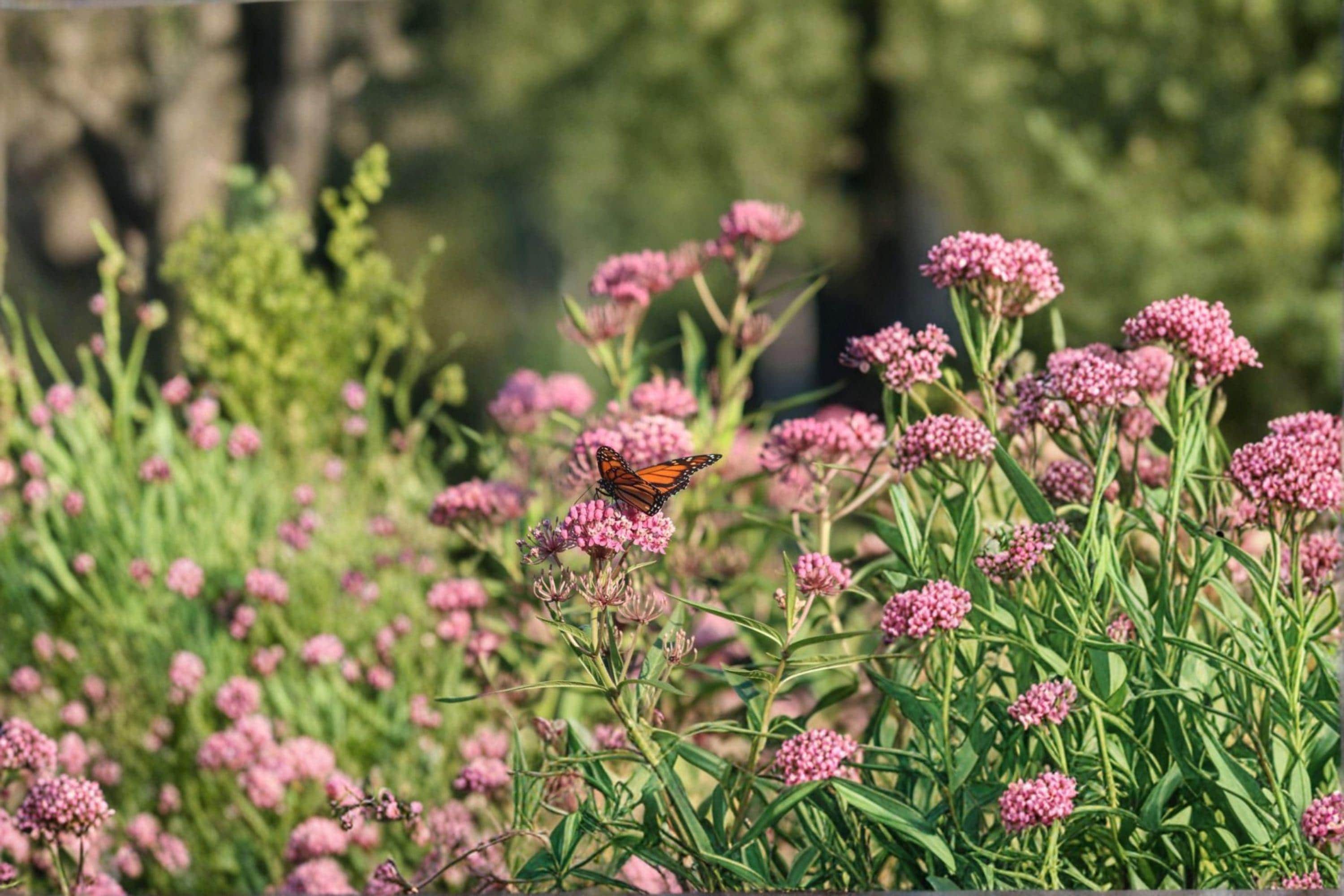 Asclepias incarnata – Rose Milkweed | 15 Seeds | Pink Milkweed Wildflower | Monarch Butterfly Host Plant