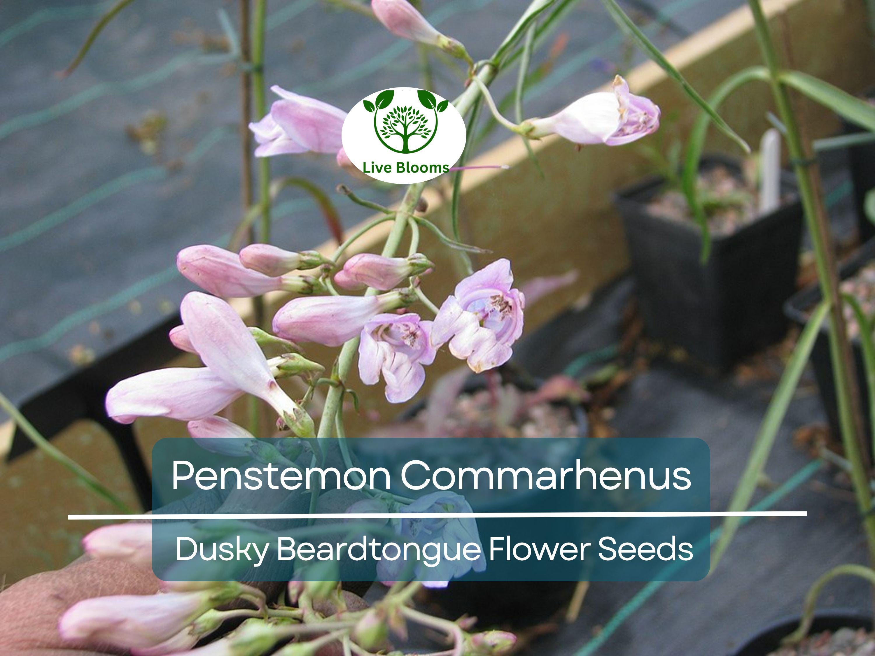 100 mg Seeds Penstemon Commarhenus (Dusky Beardtongue) for Planting | Native Perennial Wildflower for Pollinator Gardens & Meadows
