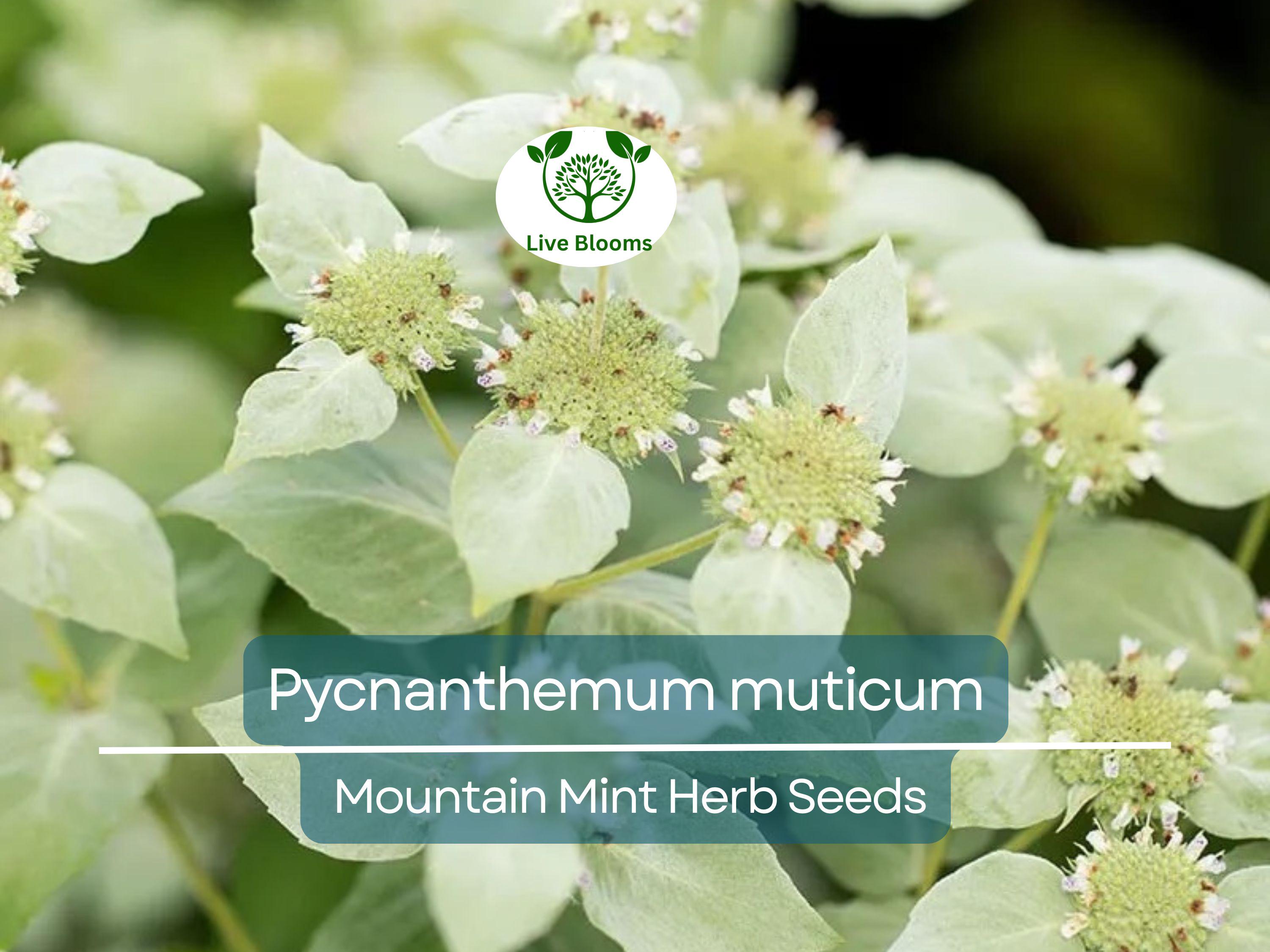 30 mg Seeds Mountain Mint Herb – Pycnanthemum muticum | Aromatic Native Mint for Planting, Culinary & Herb Uses