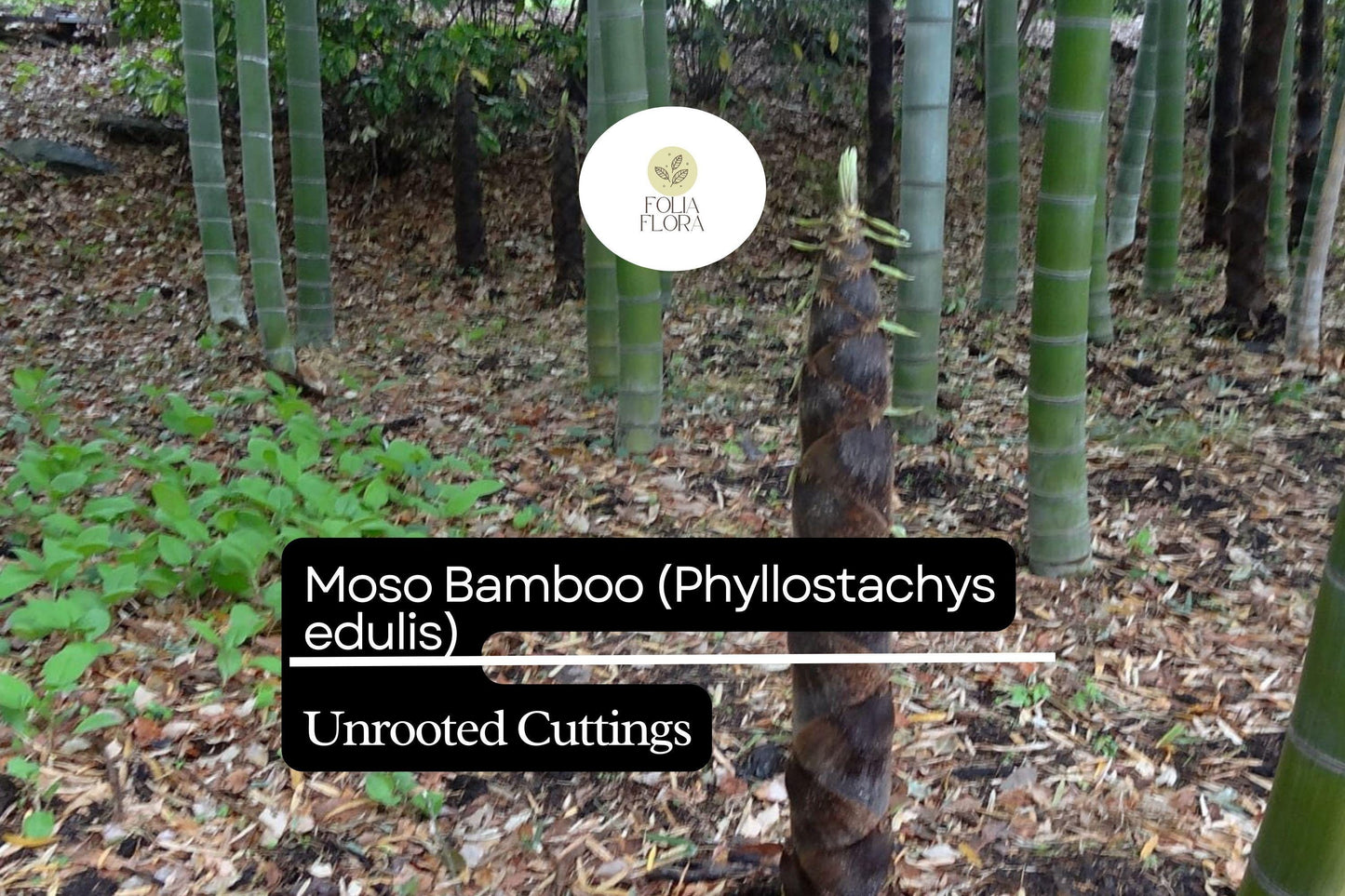 1 Unrooted Cuttings Moso Bamboo Plant (Phyllostachys edulis) Big Live Plant for Garden