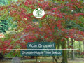 10 Seeds Acer Grosseri (Grosser Maple) for Planting - Unique Hardy Tree, Perfect for Bonsai, Gardens & Landscaping - Rare, Exotic Tree Seeds