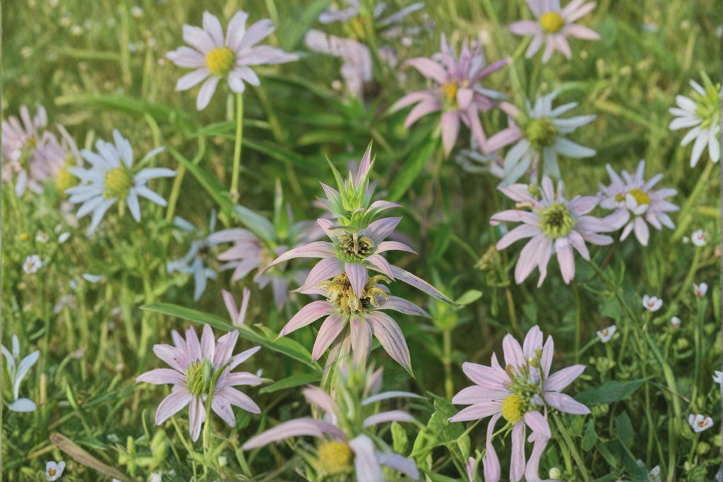 Monarda punctata/Spotted Bee Balm – 100 Seeds | Native Prairie Annual/Short-Lived Perennial | Drought-Tolerant | Pollinator Magnet