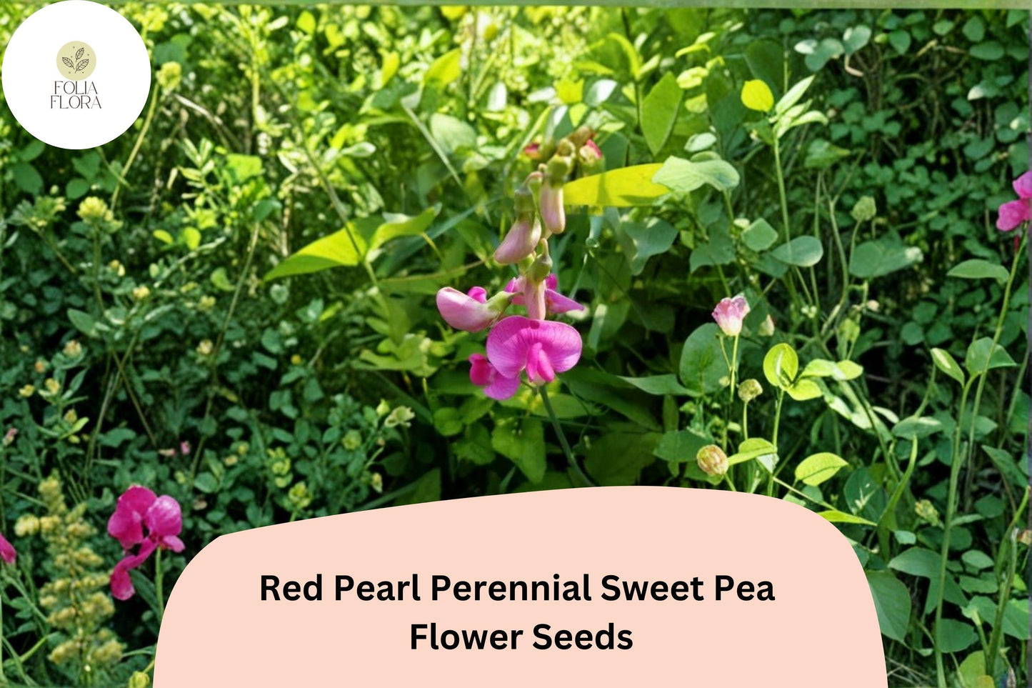 50+ Red Pearl Perennial Sweet Pea Seeds | Lathyrus latifolius Red Climbing Flower Vine for Garden Trellis