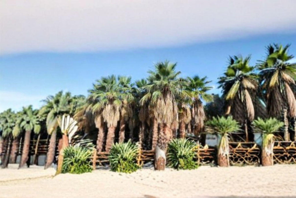 California Fan Palm Seeds – Washingtonia filifera, Native Desert, Iconic Landscape (5 Seeds)