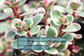Tricolor Sedum Spurium Variegated Stonecrop | 4 Live Succulent Cuttings (2"-4") | Hardy, Colorful Ground Cover
