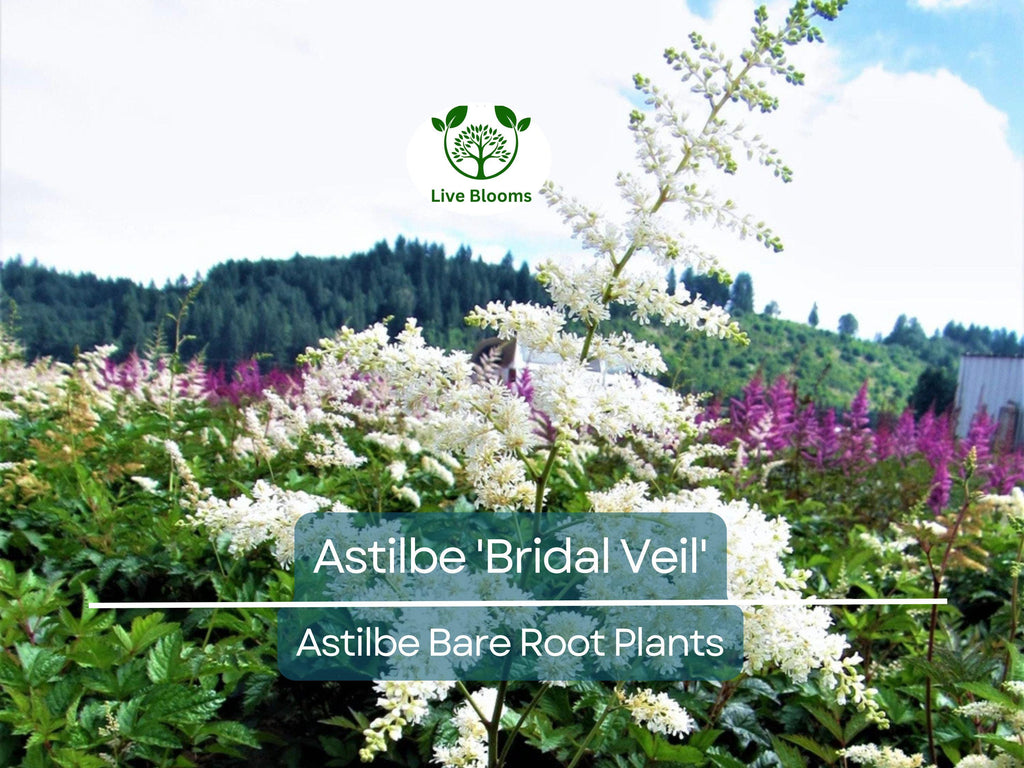 1 Astilbe 'Bridal Veil' – Live Bare Root Plant – White Plume Summer Flower for Shade Garden – Elegant Perennial Blooms