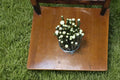 Hybrid Willow 5 Cuttings 6-8" (Salix sp.) Fast Growing Tree Cuttings