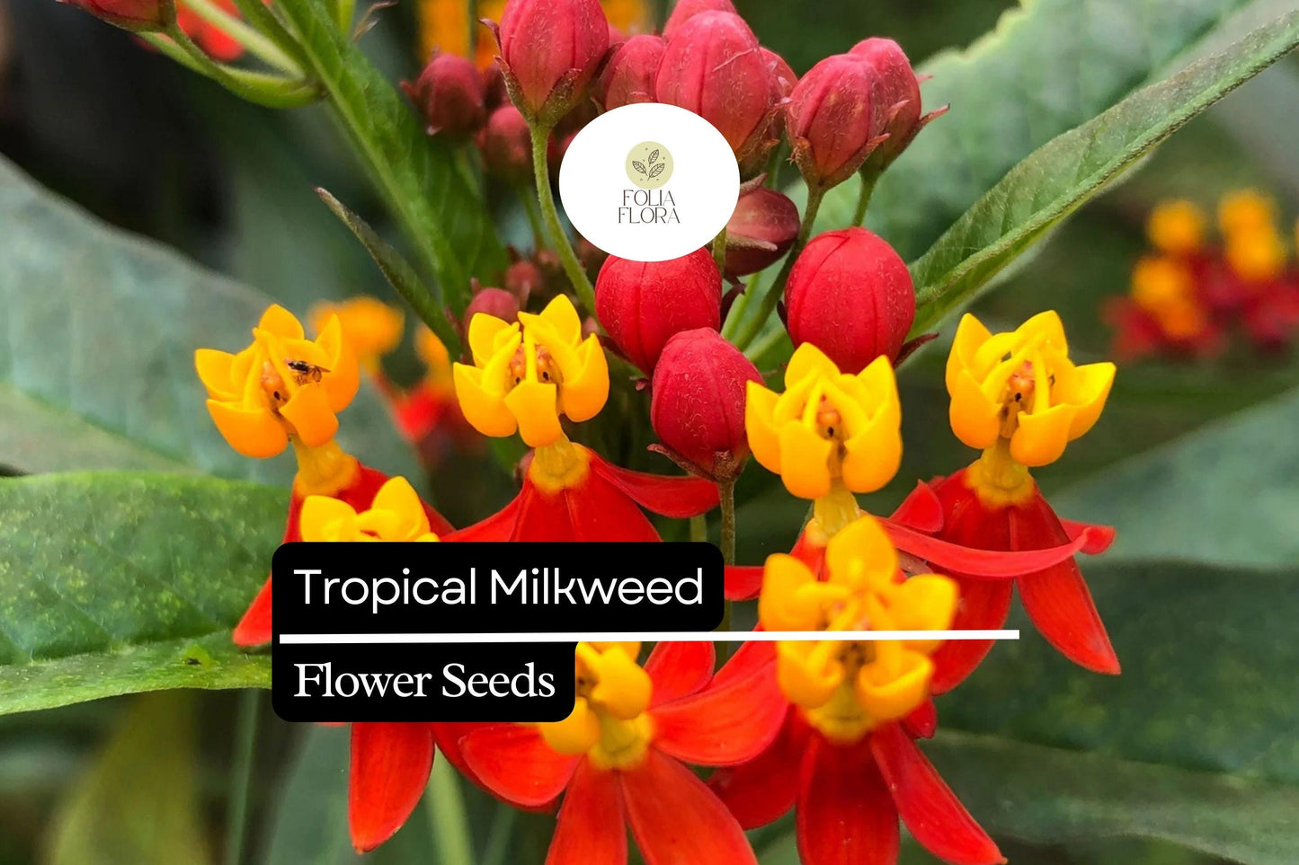 25 Seeds Tropical Milkweed (Asclepias curassavica) | Monarch Host Plant with Red-Orange Flowers | Pollinator-Friendly & Easy to Grow