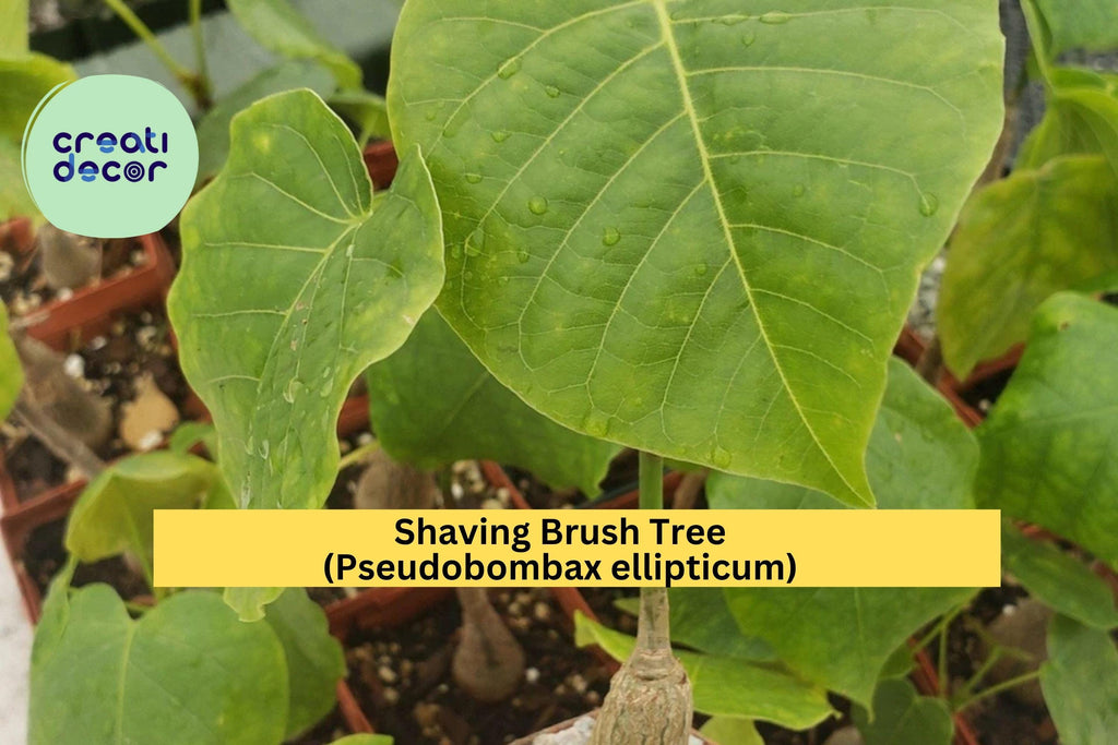 Shaving Brush Tree – Pseudobombax ellipticum Live Plant in 4" Pot, Tropical Caudex Tree with Pink Brush Flowers, Ornamental Succulent Form