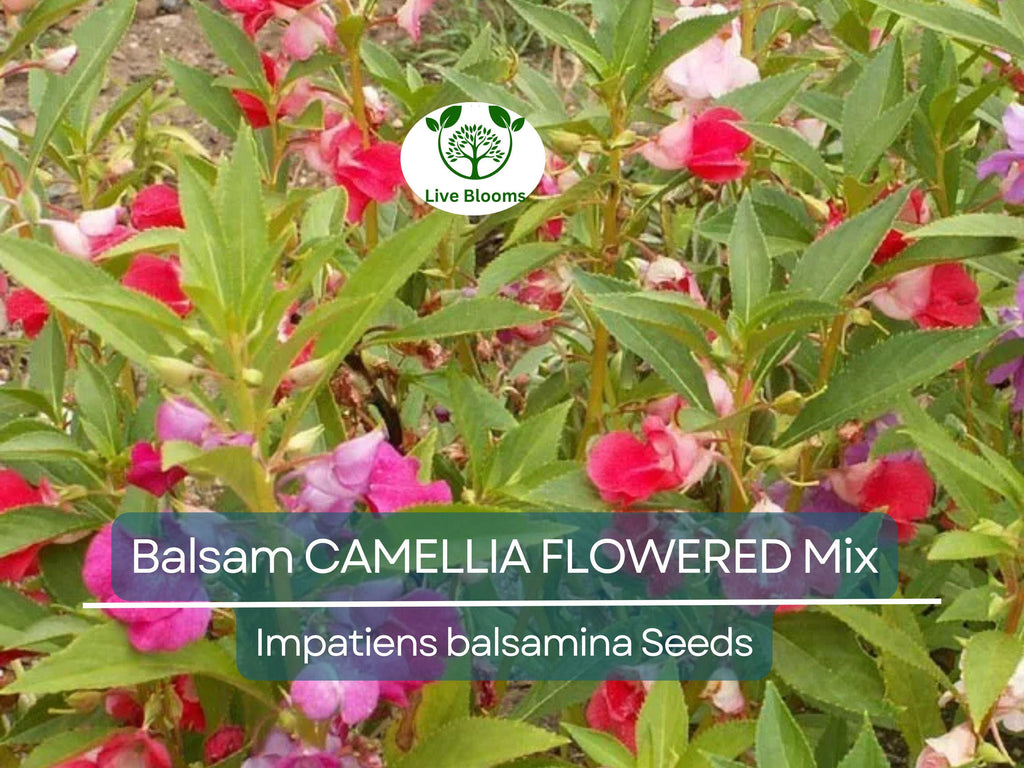 200 Seeds Balsam CAMELLIA FLOWERED Mix, Impatiens Double Blooms, PartShade, Non-GMO, Beautiful Garden Flowers, Vibrant Colors