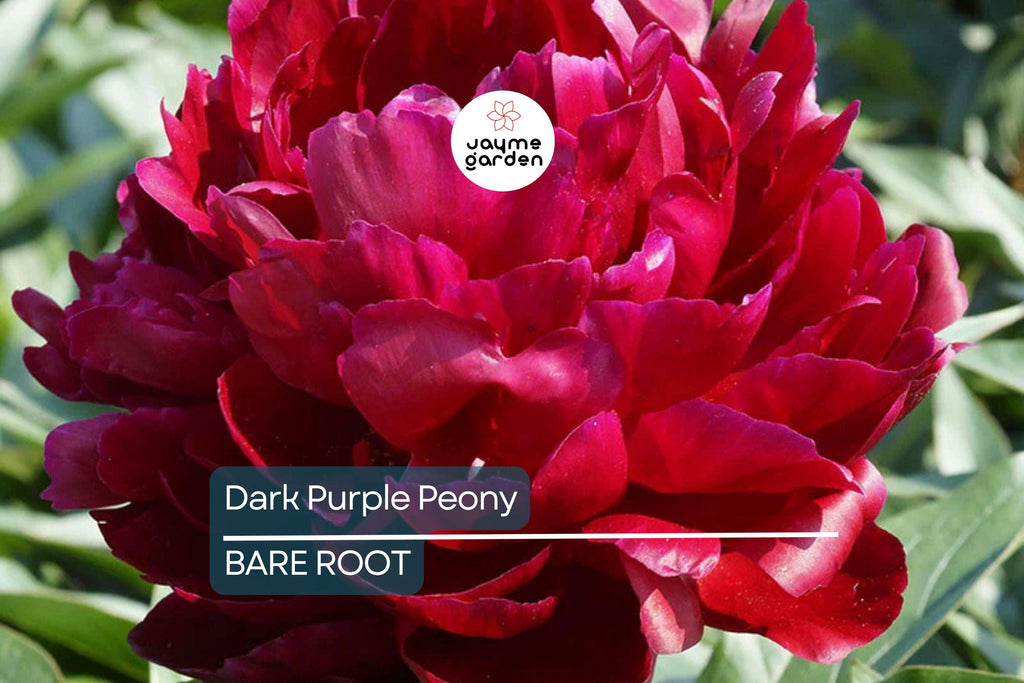 Dark Purple Peony Bare Root (2+ Eyes) – Large Double Blooms, Perennial, Zones 3-8