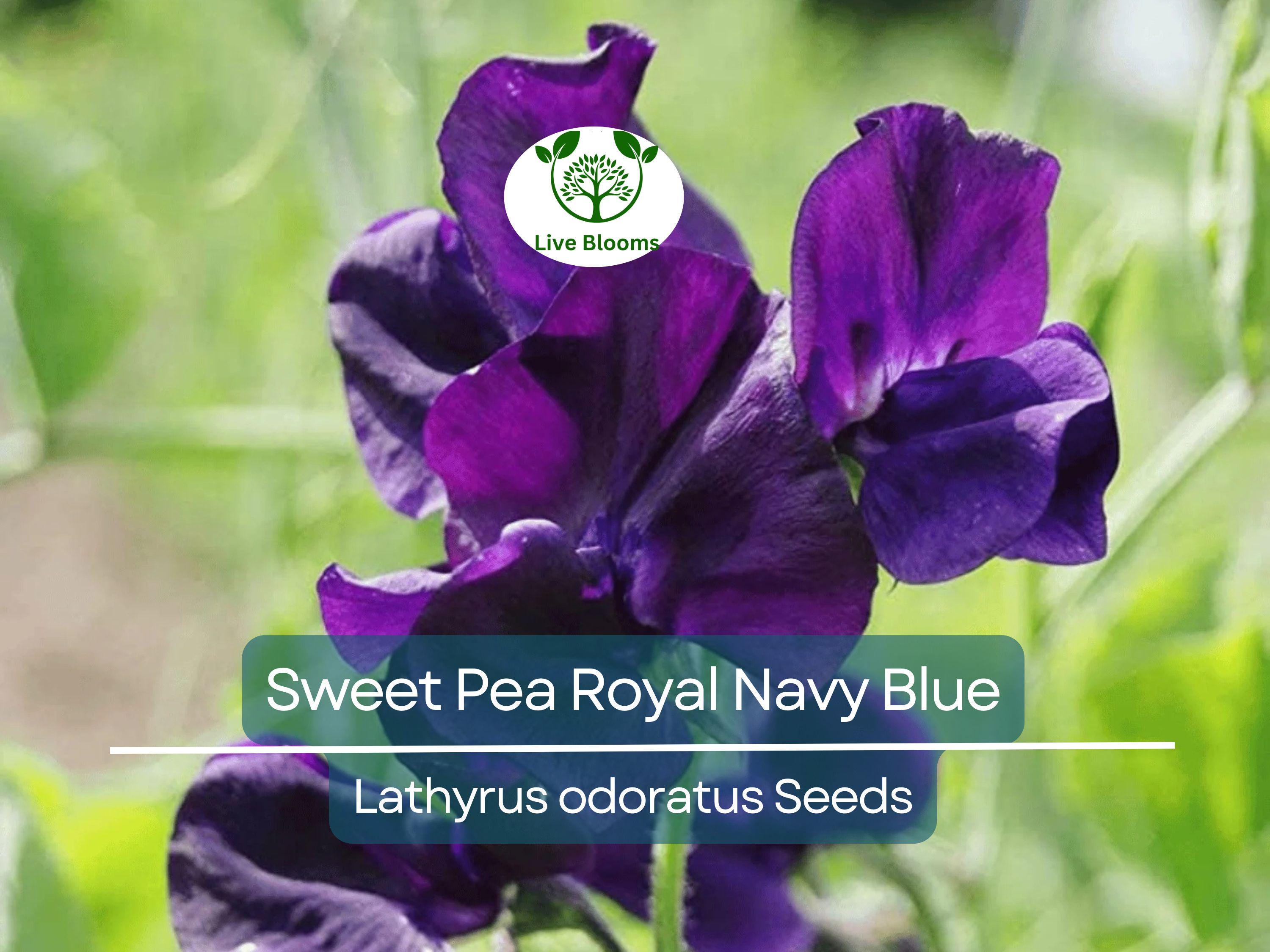 15 Sweet Pea Royal Navy Blue Seeds – Fragrant Climbing Vine | Lathyrus odoratus | Non-GMO Flowers | Heirloom Blue Blooms