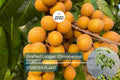 Grafted Longan Tree (Dimocarpus longan) Tropical Fruit Tree 12”-24” | Sweet, Juicy Dragon's Eye Fruit