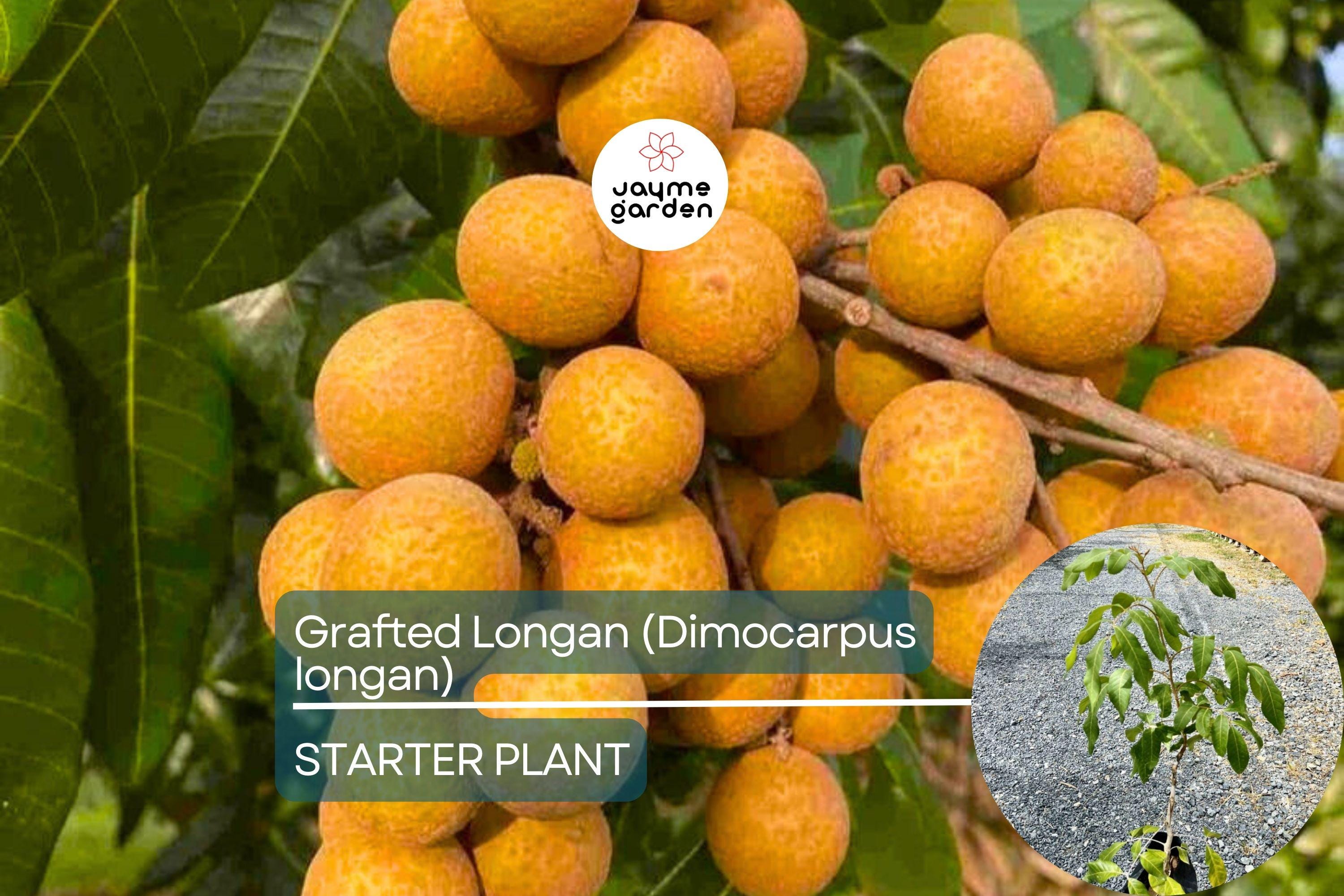 Grafted Longan Tree (Dimocarpus longan) Tropical Fruit Tree 12”-24” | Sweet, Juicy Dragon's Eye Fruit