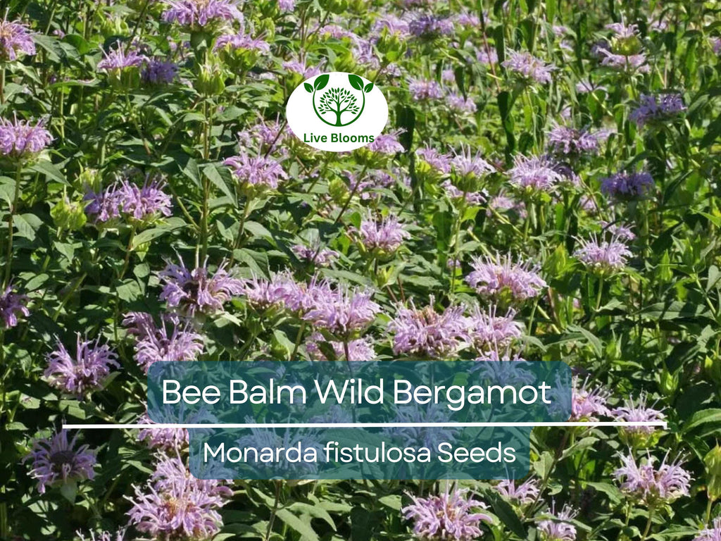500 Bee Balm Seeds – Wild Bergamot Monarda fistulosa, Non-GMO Perennial for Bees, Hummingbirds, Pollinators, Herb