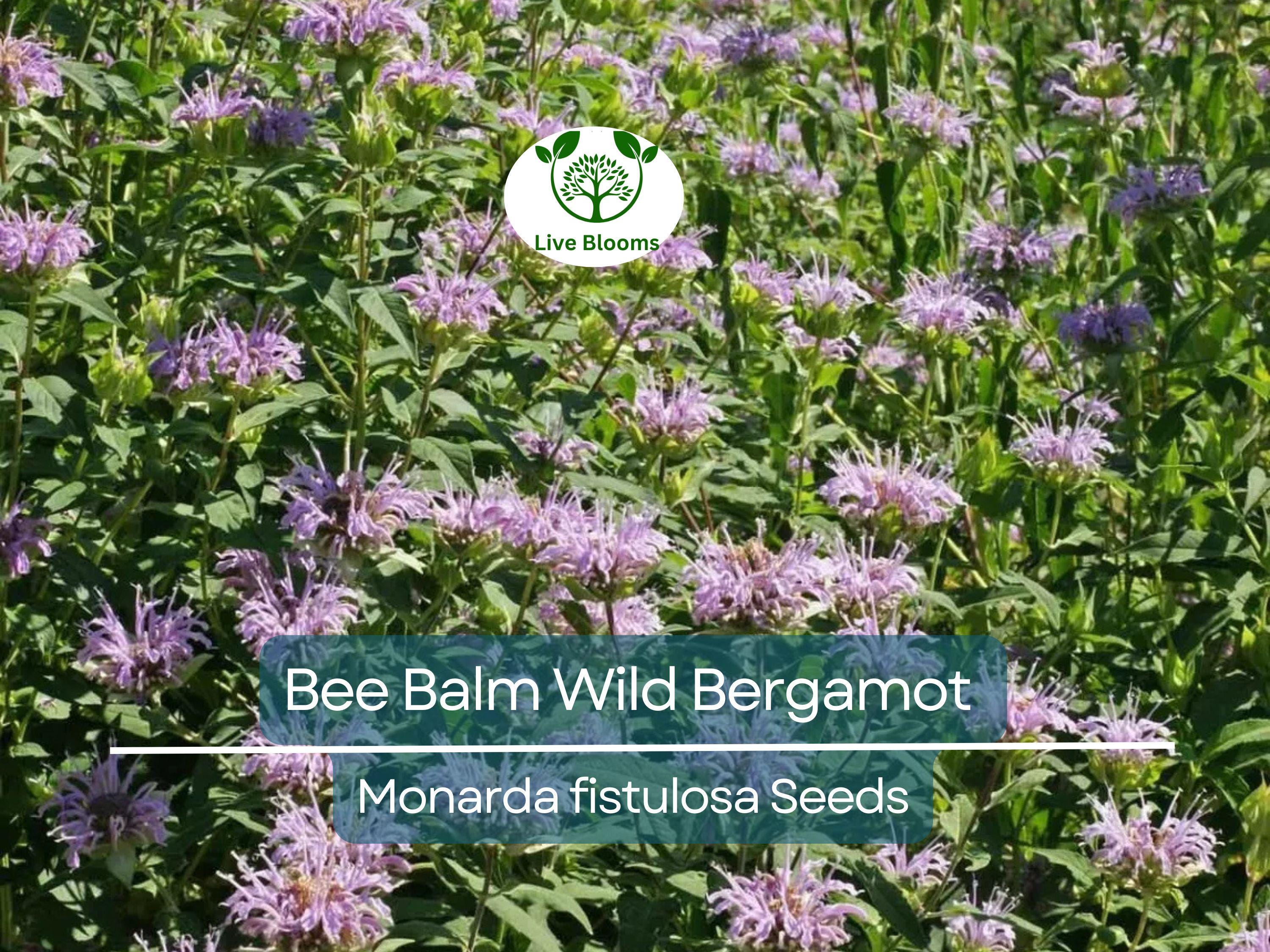 500 Bee Balm Seeds – Wild Bergamot Monarda fistulosa, Non-GMO Perennial for Bees, Hummingbirds, Pollinators, Herb
