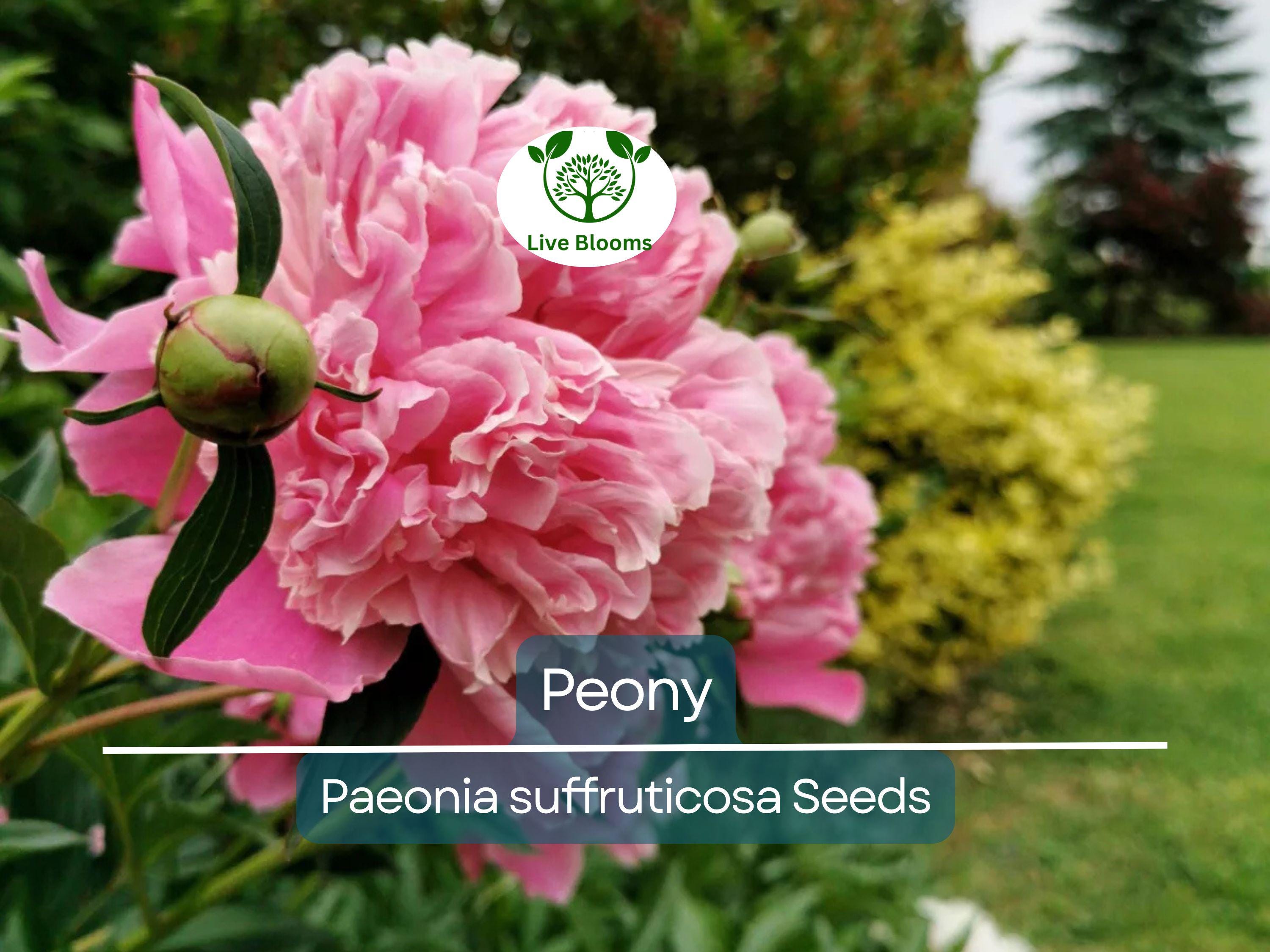 10 Peony Seeds Mix (Paeonia suffruticosa) Tree Bush Flower - Hardy, Colorful Blossoms for Garden, Perennial, Rare Peony Varieties