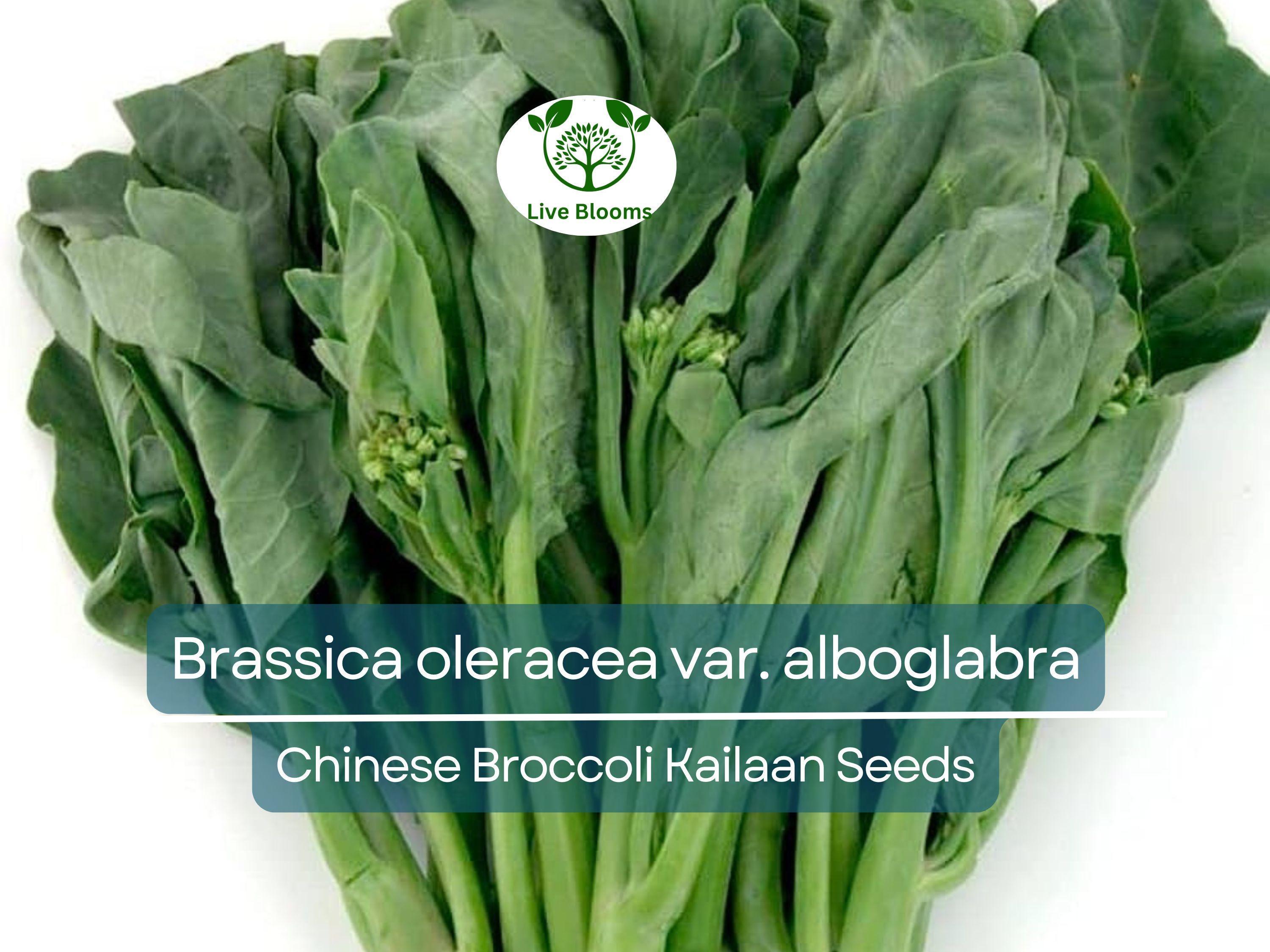 150 Seeds Chinese Broccoli Kailaan - Brassica oleracea var. alboglabra | Open Pollinated Seeds for Planting & Culinary Use