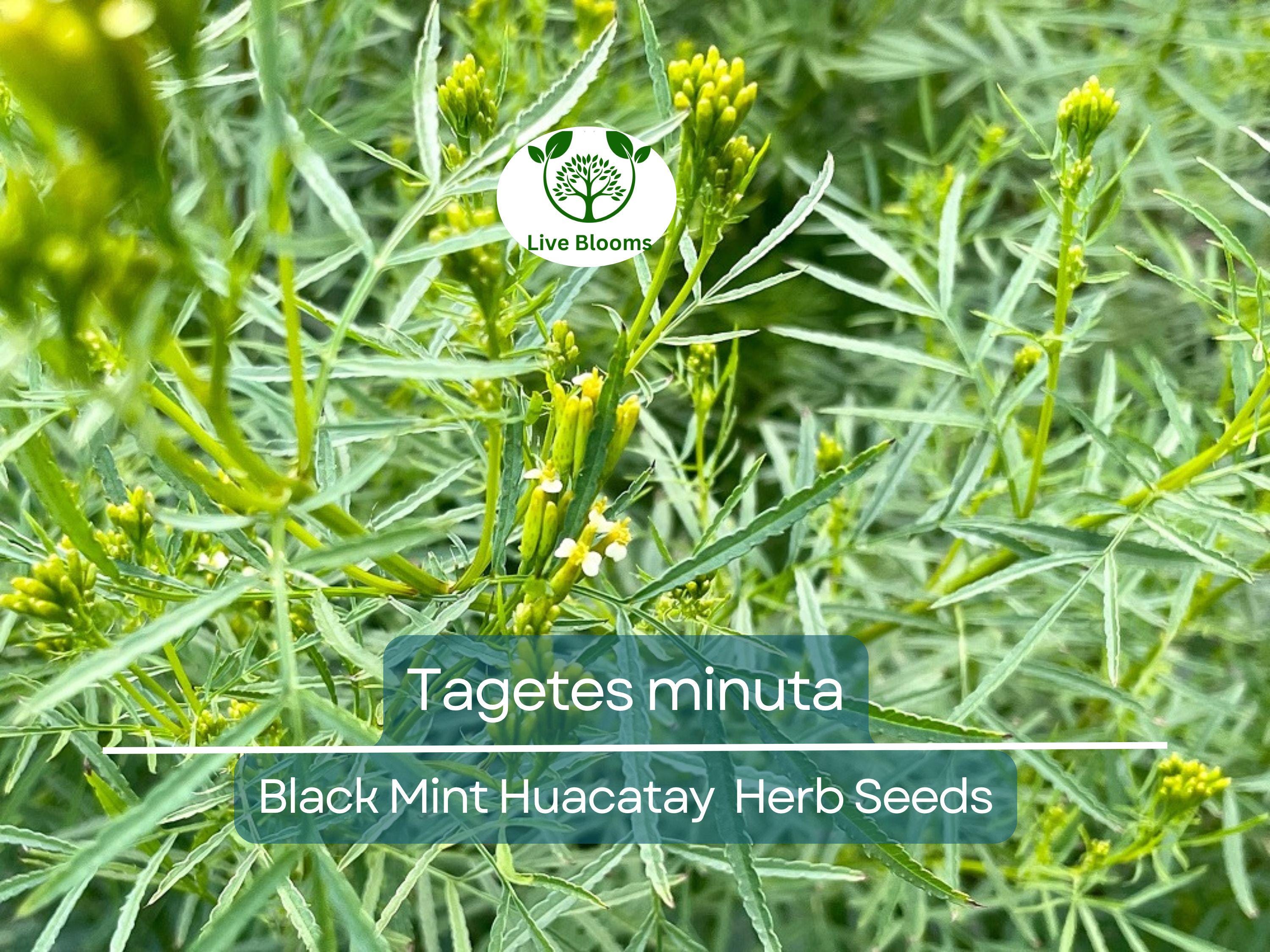 100 Black Mint Huacatay Seeds for Planting - Peruvian Herb, Tagetes minuta, Aromatic Herb for Cooking, Easy to Grow
