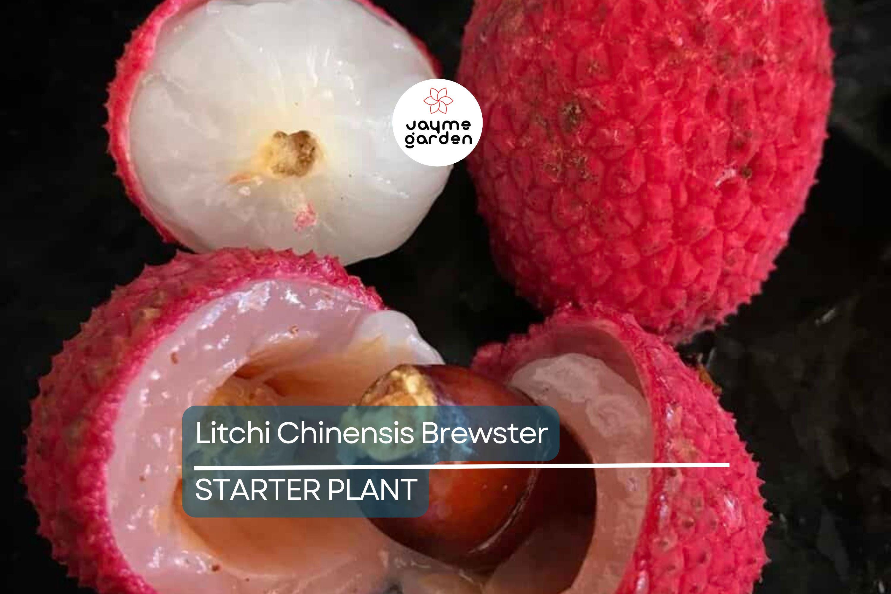 Lychee Brewster Seedling 6"-12" Tall | Tropical Fruit Tree (Litchi chinensis) | Potted Starter Plant | Sweet Red Fruits | Outdoor