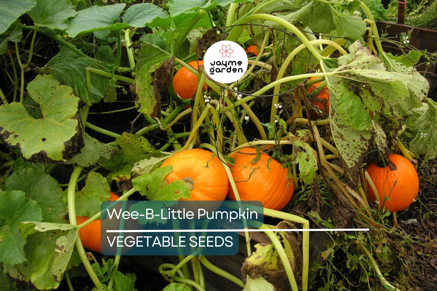 25 Wee-B-Little Pumpkin Seeds - AAS Winner, Non-GMO, Heirloom, Mini Pumpkins