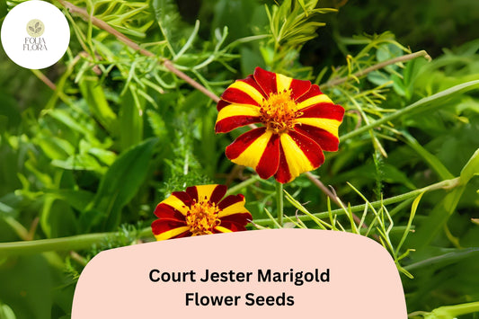 25+ Court Jester Marigold Seeds | Unique Striped French Marigold | Heirloom Flower Seeds for Garden Planting