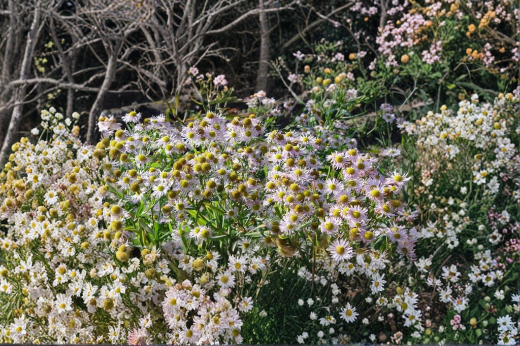 Boltonia decurrens/Decurrent False Aster – 500 Seeds | Rare Native Perennial | Late-Season Bloomer | Pollinator & Restoration Plant
