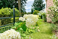 Vanilla Strawberry Hydrangea 10 Cuttings 6-7" (Hydrangea paniculata) Unrooted Shrub