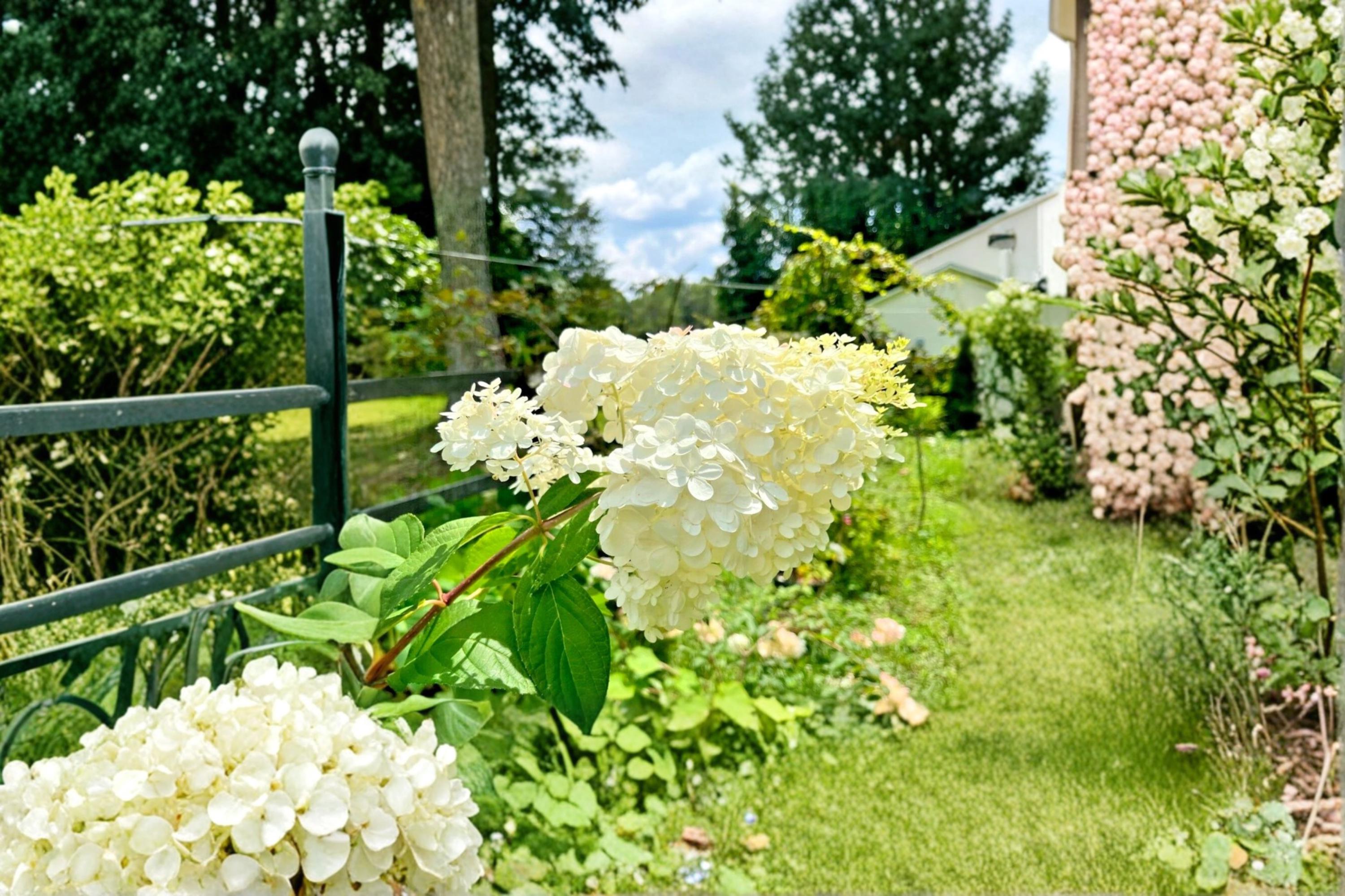 Vanilla Strawberry Hydrangea 10 Cuttings 6-7" (Hydrangea paniculata) Unrooted Shrub