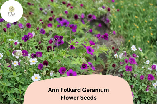 25+ Ann Folkard Geranium Seeds | Hardy Perennial Magenta Cranesbill | Long-Blooming Garden Flower