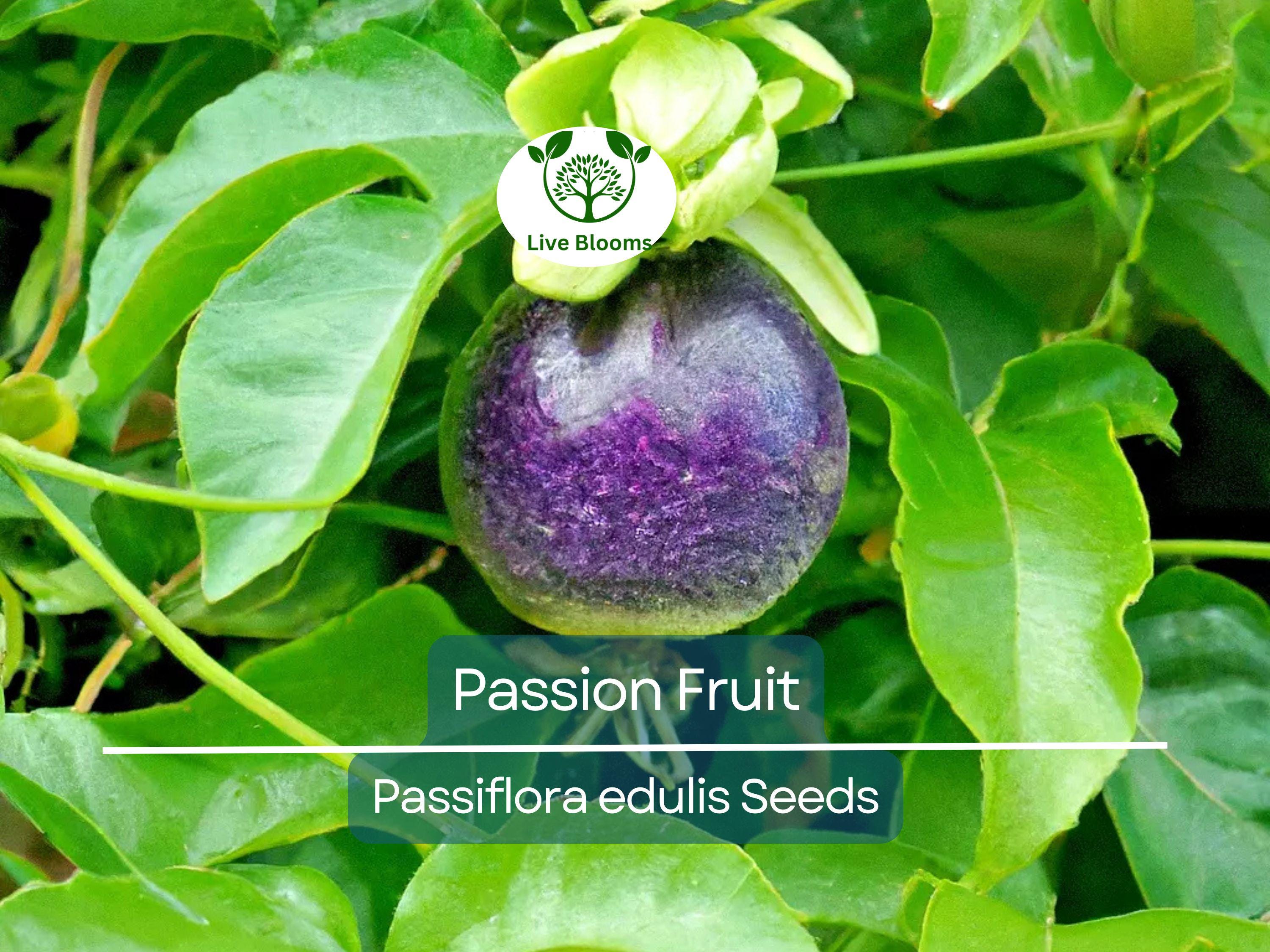 10 Purple Edulis Passion Fruit Seeds | Edible Passionfruit Vine, Fast Growing, Delicious Fruit, Tropical & Hardy