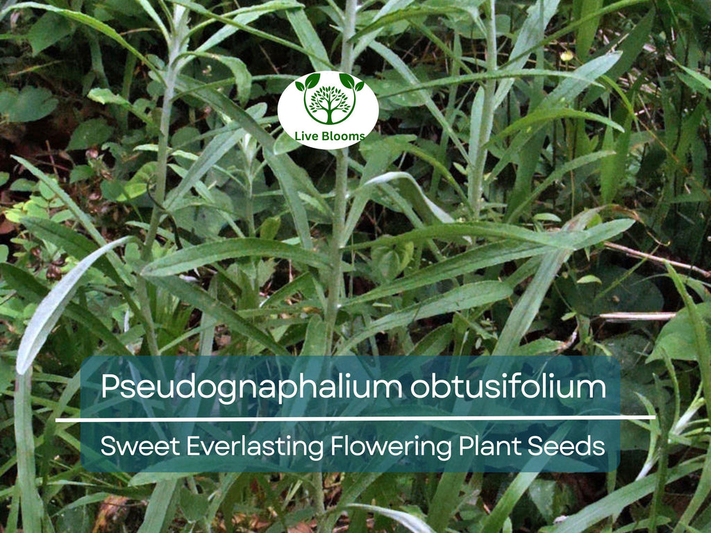 30 mg Seeds Pseudognaphalium obtusifolium – Sweet Everlasting Flowering Plant for Planting | Drought-Tolerant Wildflower Seeds