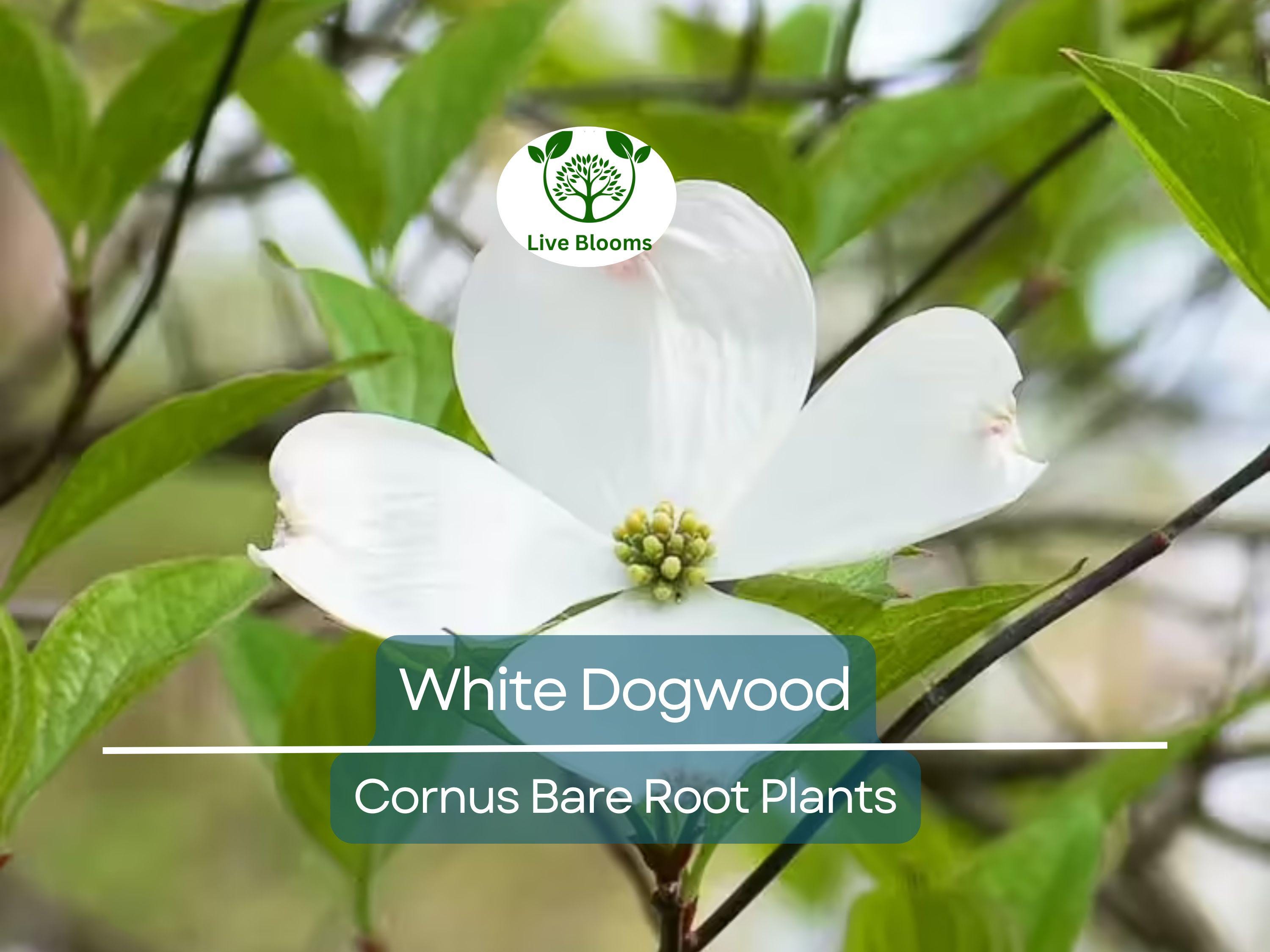 3 White Dogwood Tree – Cornus florida 12–24" Tall Bare Root Live Tree, Flowering Ornamental Tree for Landscape, Zones 5–9