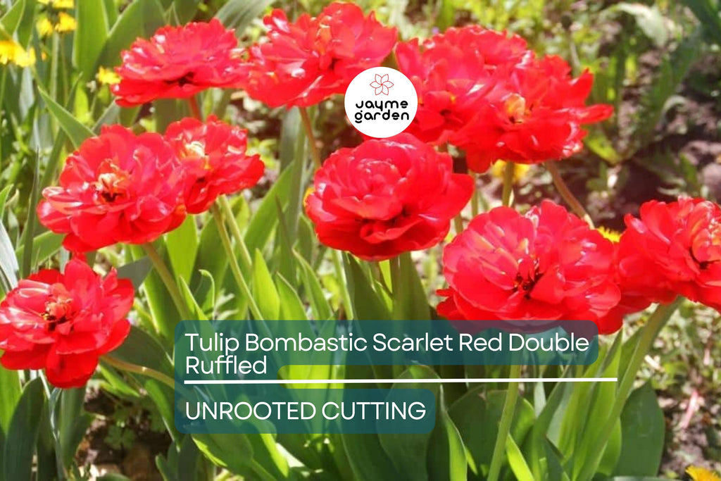 Tulip Bombastic Scarlet Red Double Ruffled – 8” Blooms, 10 Flower Bulbs, Peony-Like, Late Spring