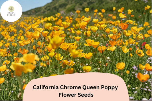 200+ California Chrome Queen Poppy Seeds | Eschscholzia californica | Bright Yellow Blooms | Easy Wildflower Seeds