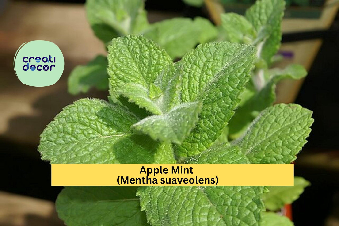 Apple Mint Cuttings – Mentha suaveolens – 10 Fresh Woolly Mint Stems Ready to Plant, Fragrant Culinary and Garden Herb