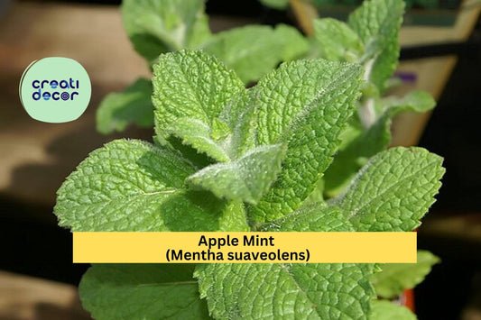 Apple Mint Cuttings – Mentha suaveolens – 10 Fresh Woolly Mint Stems Ready to Plant, Fragrant Culinary and Garden Herb